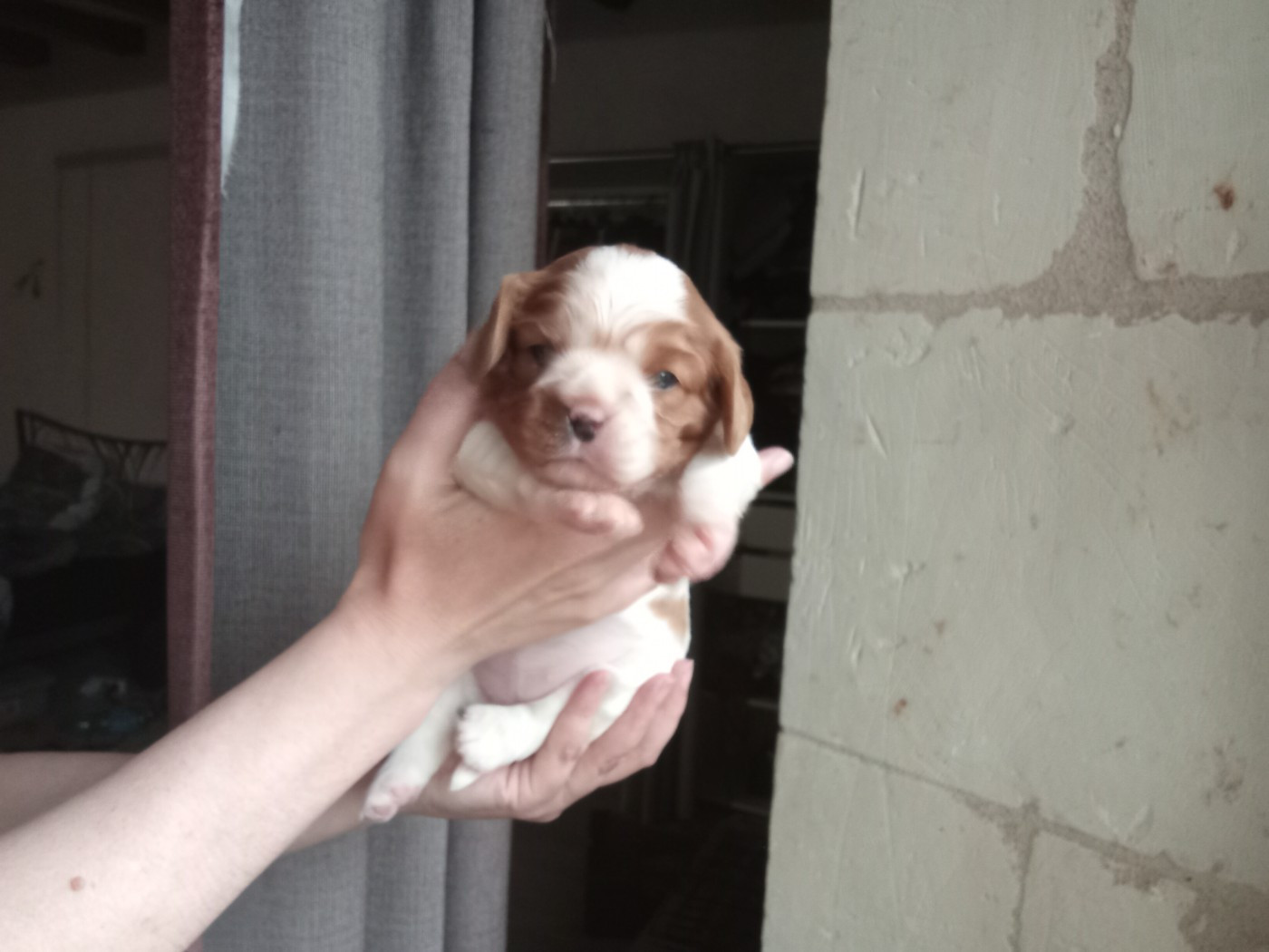 De La Châtellenie Flori - Chiots disponibles - Cavalier King Charles Spaniel