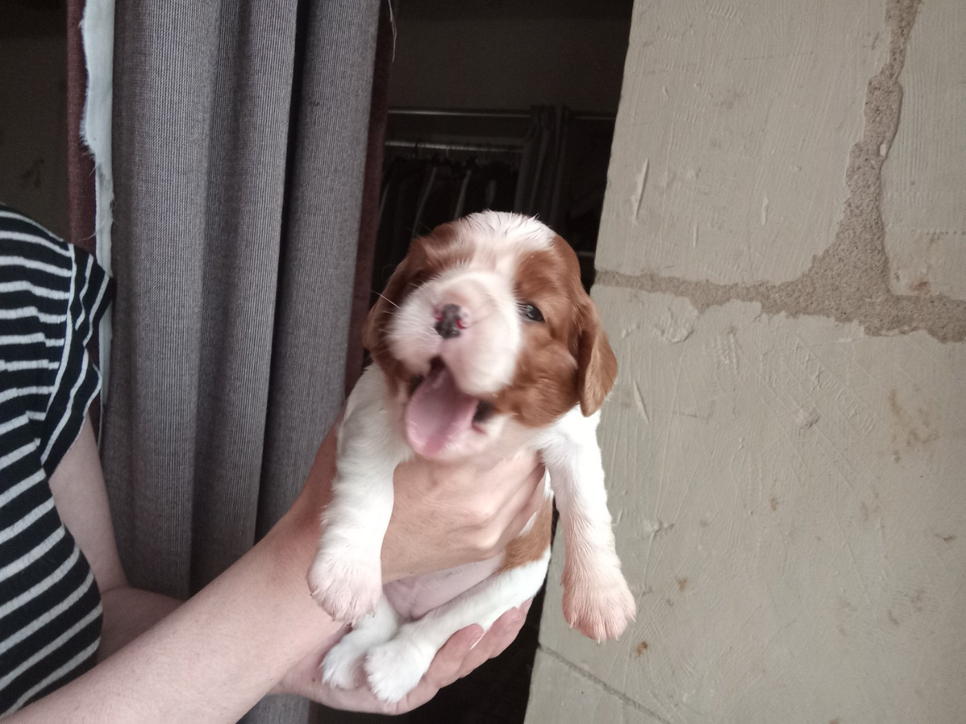 De La Châtellenie Flori - Chiots disponibles - Cavalier King Charles Spaniel