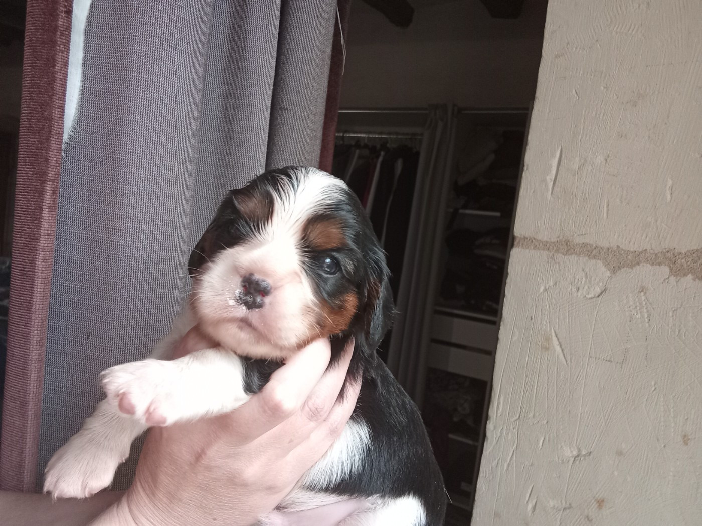 De La Châtellenie Flori - Chiots disponibles - Cavalier King Charles Spaniel