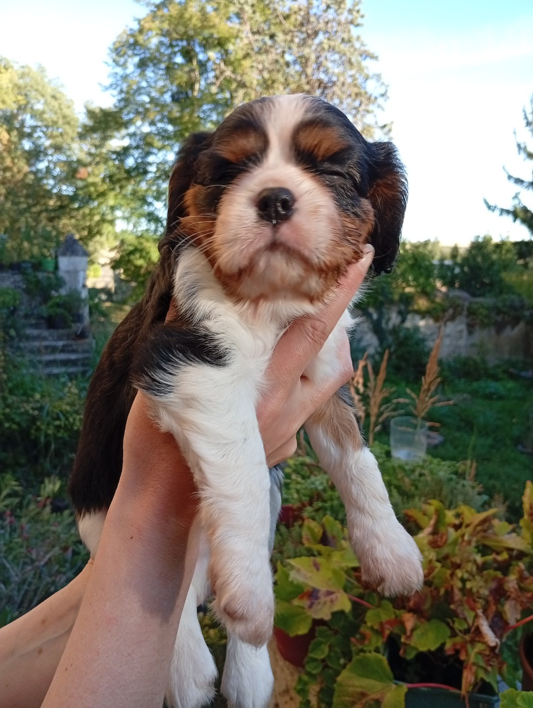 De La Châtellenie Flori - Chiots disponibles - Cavalier King Charles Spaniel