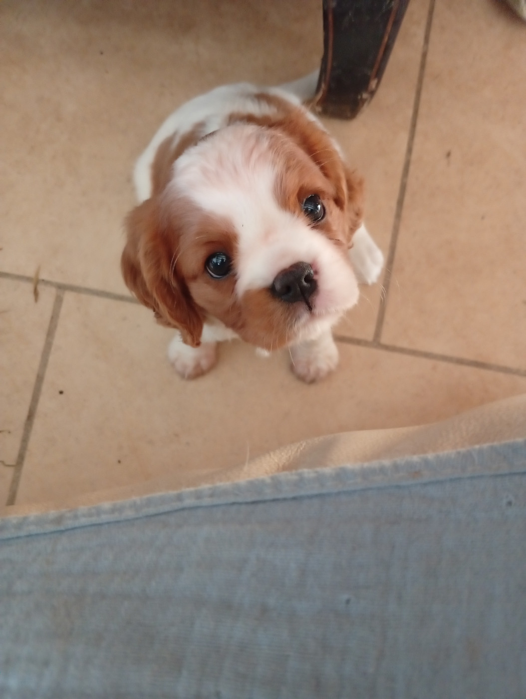 De La Châtellenie Flori - Chiots disponibles - Cavalier King Charles Spaniel