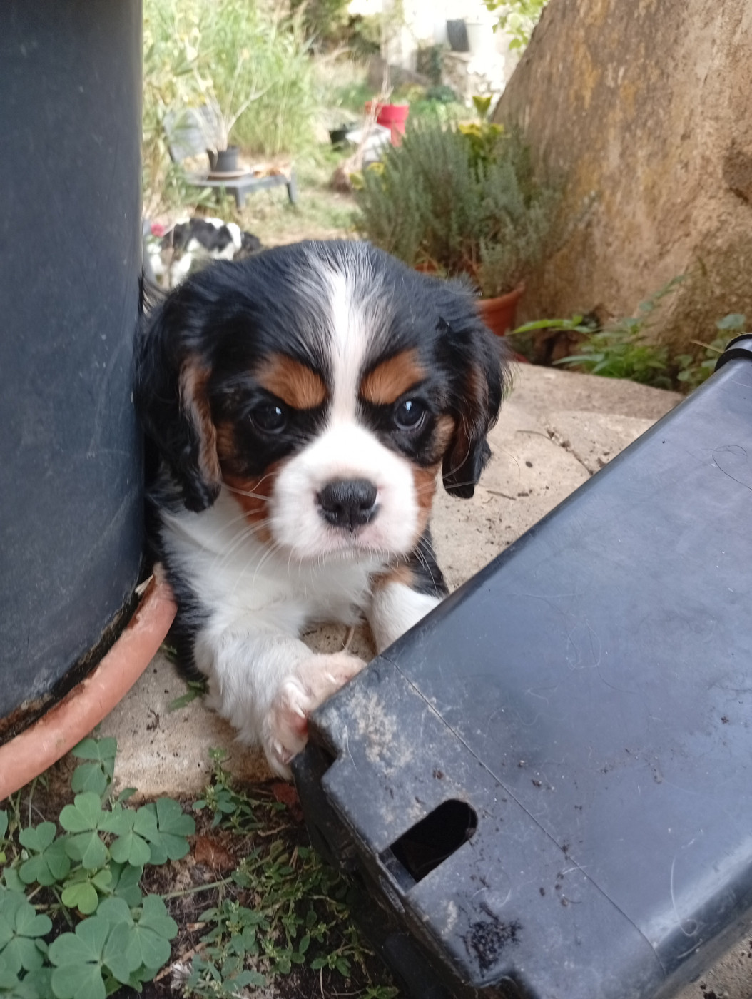 De La Châtellenie Flori - Chiots disponibles - Cavalier King Charles Spaniel
