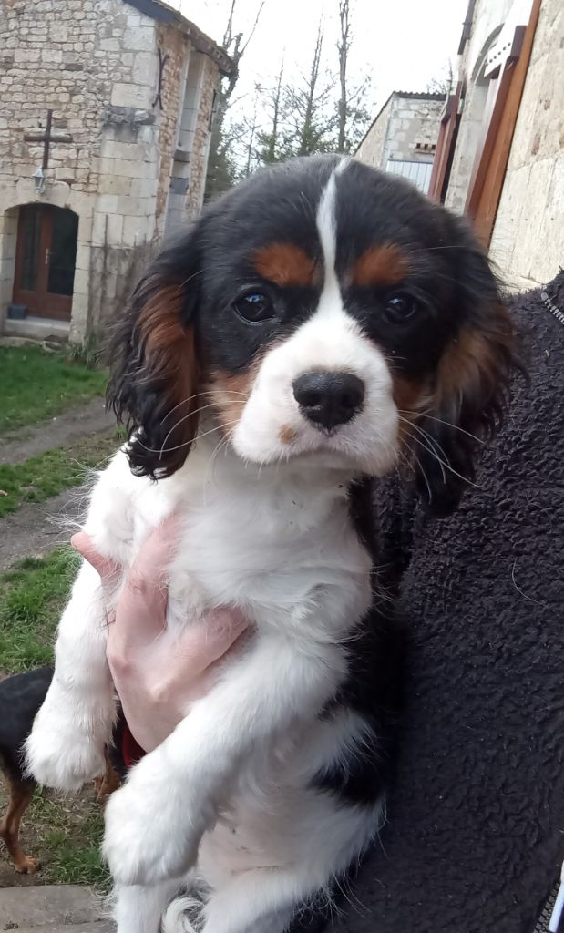 De La Châtellenie Flori - Chiots disponibles - Cavalier King Charles Spaniel