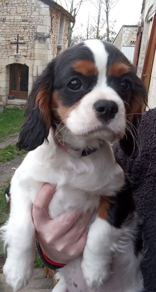 De La Châtellenie Flori - Chiots disponibles - Cavalier King Charles Spaniel